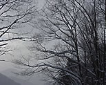 Snow-filled Trees