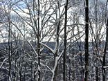 Snowy Trees