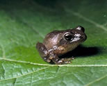 Spring Peeper