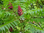 Staghorn Sumac