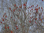 Staghorn Sumac