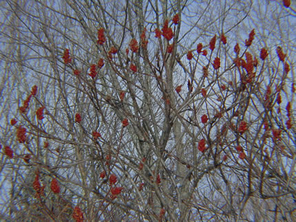 Staghorn Sumac in Winter