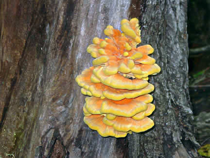 Sulphur Polypore Mushroom