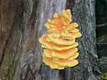 Sulphur Polypore