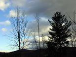 Tree Silhouettes Against Sky