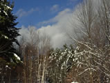 Trees and Sky