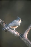 Tufted Titmouse