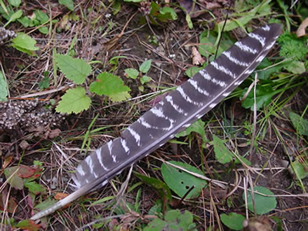 Wild Turkey Wing Feather