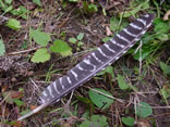 Wild Turkey Wing Feather