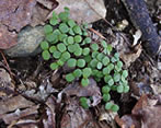 Unidentified Seedlings