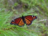 Viceroy Butterfly