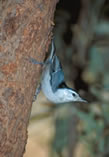 White-breasted Nuthatch Adult