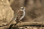 White-throated Sparrow