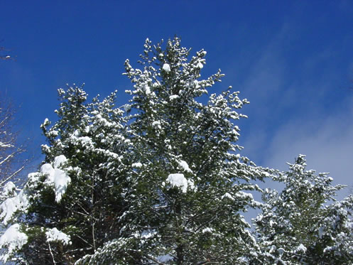 White Pine Trees in Winter 