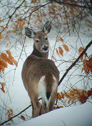 White-tailed Deer in Snow