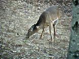 Whitetail Buck