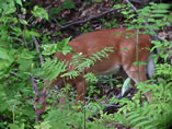 Whitetail Buck