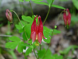 Wild Columbine