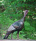 Wild Turkey