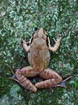 Wood Frog