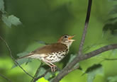 Wood Thrush