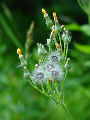 Yellow Hawkweed Going to Seed 