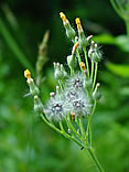 Yellow Hawkweed