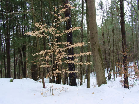 Young Beech Tree in Winter