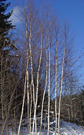 Young Birch Trees in Winter