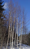 Young Birch Trees