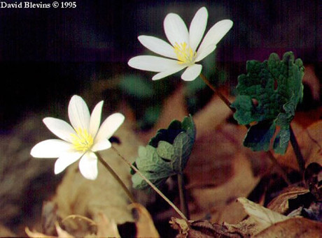 Bloodroot
(Sanguinaria canadensis)