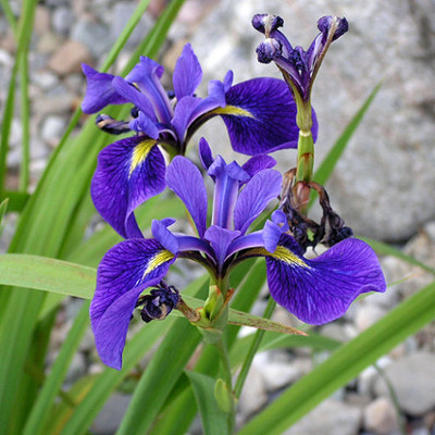 Blue Flag or Wild Iris
(Iris versicolor)