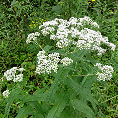 Common Boneset
(Eupatorium perfoliatum) 