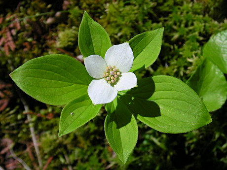Bunchberry
(Cornus Canadensis) 