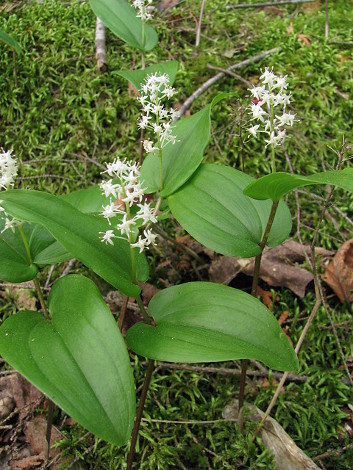 Canada Mayflower, Wild Lily-of-the-Valley
(Maianthemum canadense) 