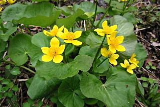 Yellow Marsh Marigold 