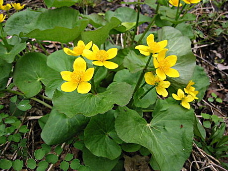 Yellow Marsh Marigold