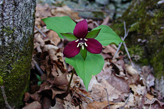 Red Trillium 