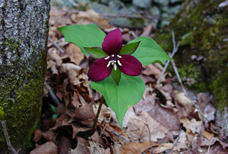 Red Trillium
(Trillium erectum) 