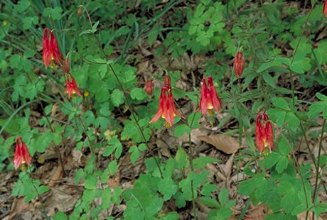 Wild Columbine
(Aquilegia canadensis) 